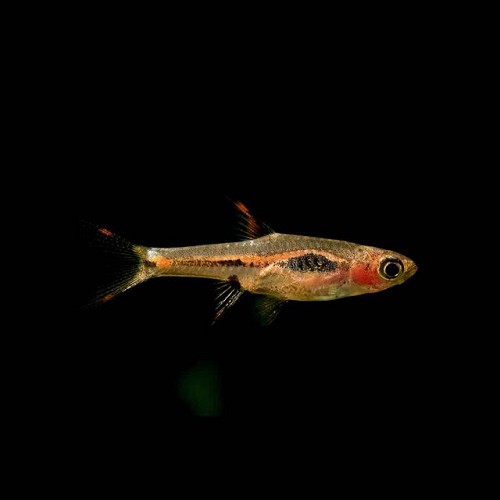Boraras merah, Merah rasbora, phoenix rasbora M