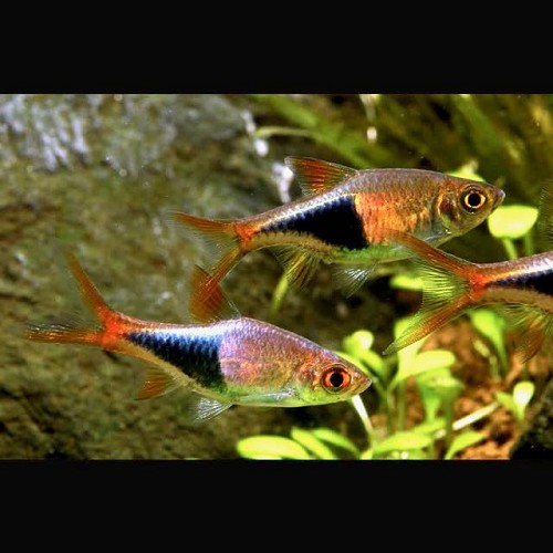 Rasbora heteromorpha - Harlequin XL