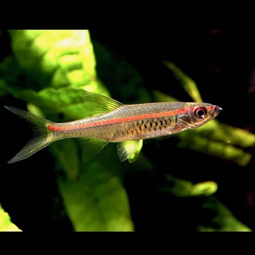 Rasbora pauciperforata - Redstripe rasbora L