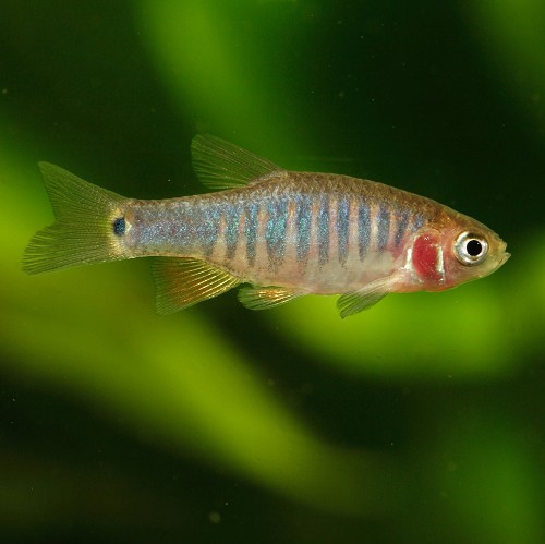 Emerald microrasbora erythromicron - Emerald dwarf rasbora