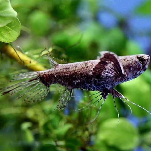 Pantodon buchholzi - Butterfly fish L