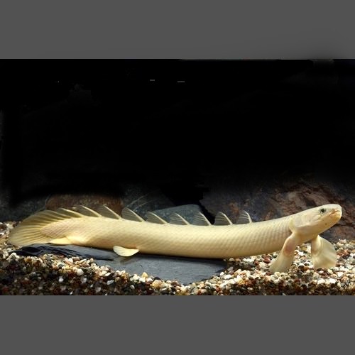 Polypterus senegalus gold - Gray bichir gold SM