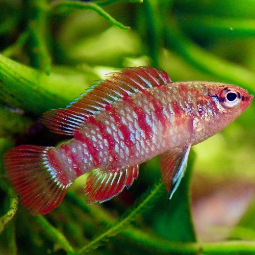 Dario dario - Scarlet badis M