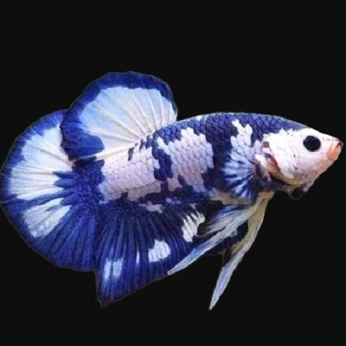 Siamese fighting fish blue panda female