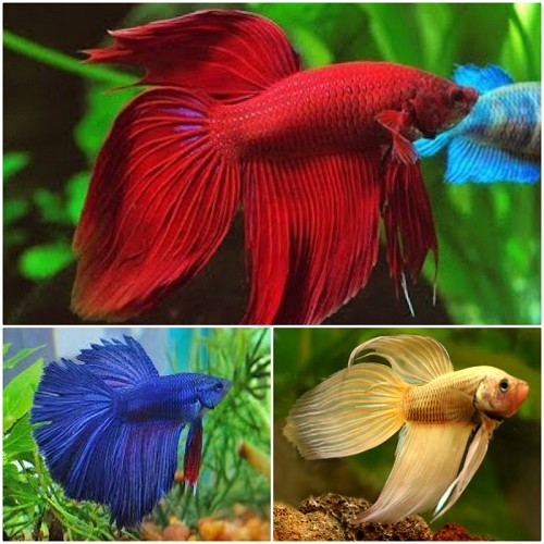 Betta splendens (mixed) - Siamese fighting fish mix XL