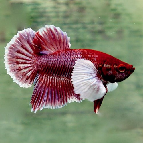 Betta splendens - Siamese fighting fish elephant ear XL