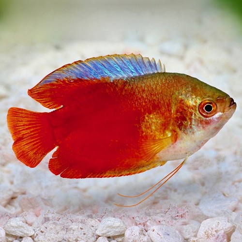 Colisa lalia red - Dwarf gourami red L