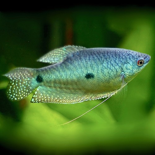 Trichogaster trichopterus sumatranus - Blue gourami XL