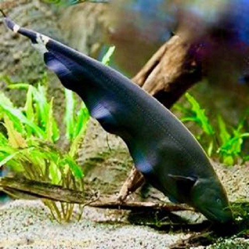 Apteronotus albifrons - Black ghost knife fish