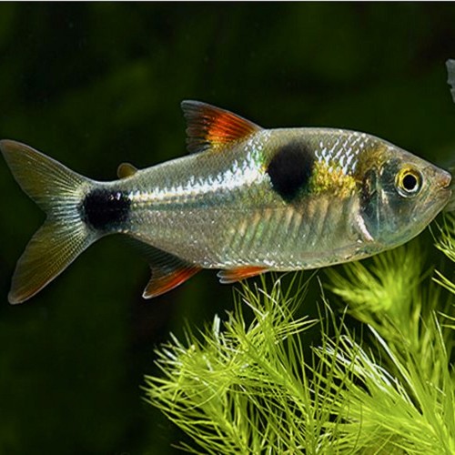 Exodon paradoxus - Bucktooth tetra