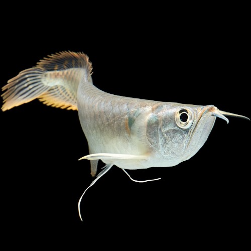 Osteoglossum bicirrhosum - Arawana S