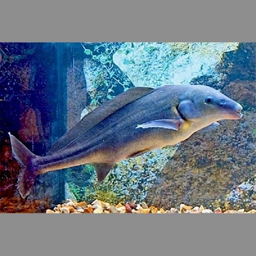 Mormyrus longirostris - Eastern bottlenose SM