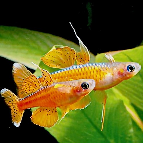 Pseudomugil paskai - Paskai blue eyes M