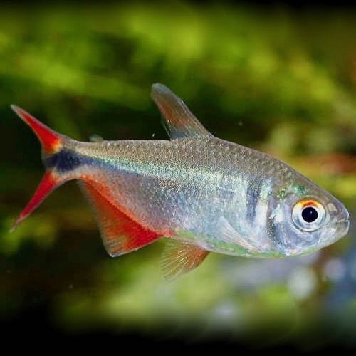 Hemigrammus caudovittatus M