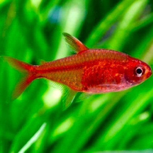 Hyphessobrycon amandae - Red tetra