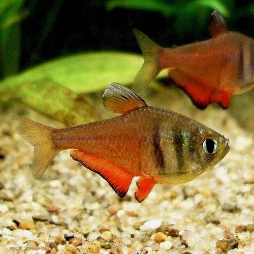 Hyphessobrycon flammeus - Flame tetra M