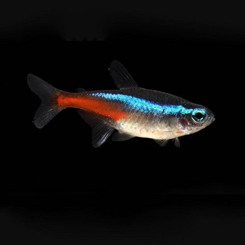 Paracheirodon innesi - Neon tetra XL