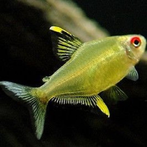 Hyphessobrycon pulchripinnis - Lemon tetra L