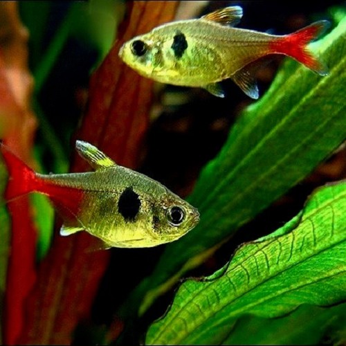 Hyph.roseus   Gele fantoomzalm M