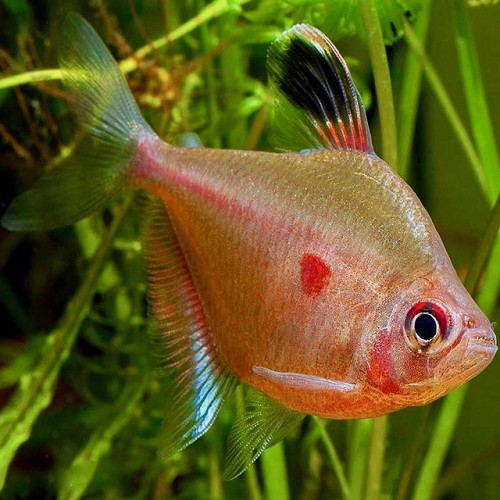 Hyphessobrycon rubrostigma, Hyphessobrycon erythrostigma - Bleeding heart tetra L