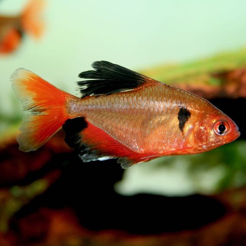 Hyphessobrycon serpae - Serpa tetra