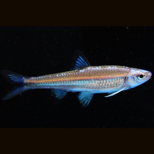 Notropis chrosomus - Rainbowshiner