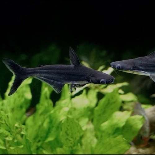 Pang.hypophthalmus   Blauwe haai ML