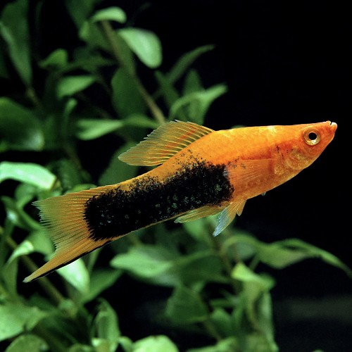 Xiphophorus helleri - Swordtail tuxedo ML