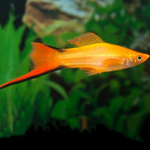 Xiphophorus helleri - Swordtail gold ML