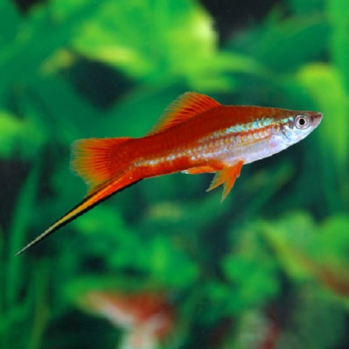 Xiphophorus helleri - Swordtail neon ML