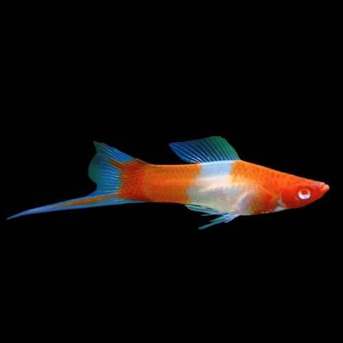 Xiphophorus helleri red eye kohaku - Swordtail koi ML