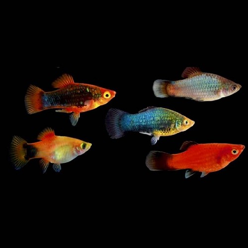 Xiphophorus maculatus mix - Platy mix M