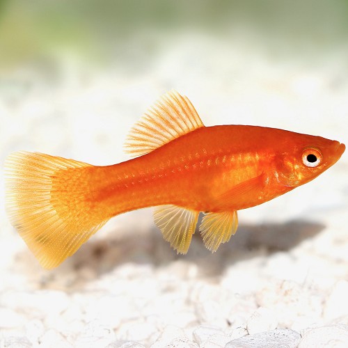Xiphophorus maculatus - Platy red M
