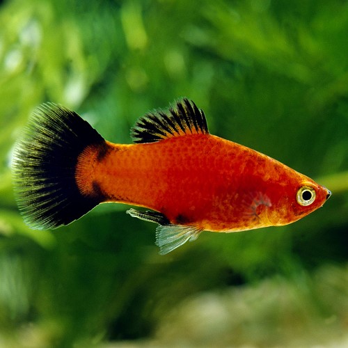 Xiphophorus maculatus - Platy wagtail M