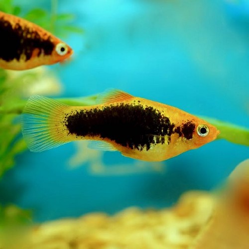 Xiphophorus maculatus - Platy tuxedo yellow M