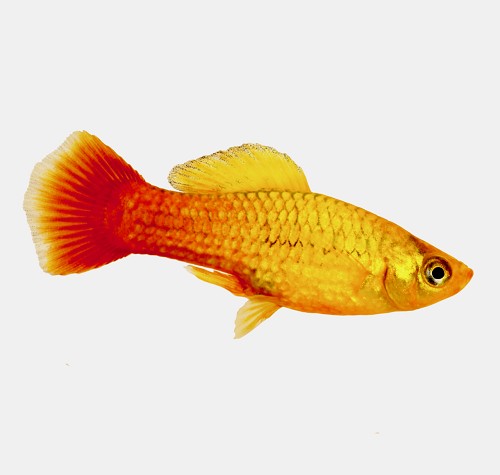 Xiphophorus maculatus - Platy chocolate M
