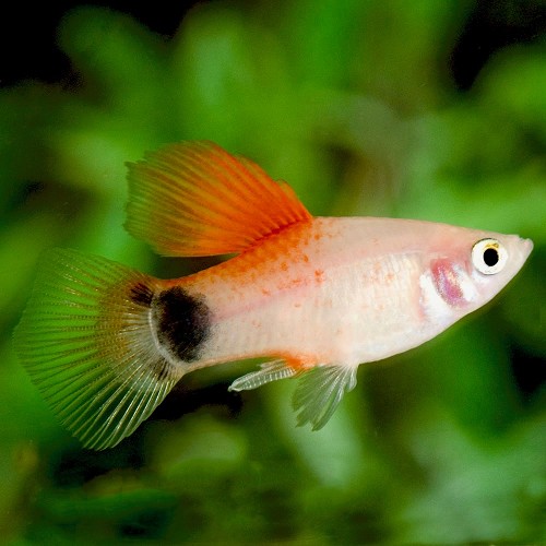 Xiphophorus maculatus - Platy red top hi fin M