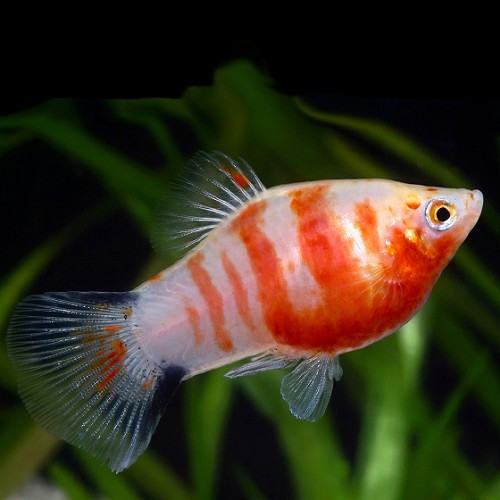 Xiphophorus maculatus - Platy bleeding heart M