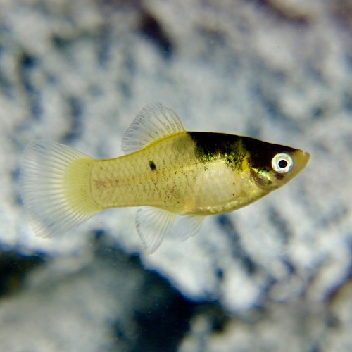 Xiphophorus maculatus - Platy bumblebee