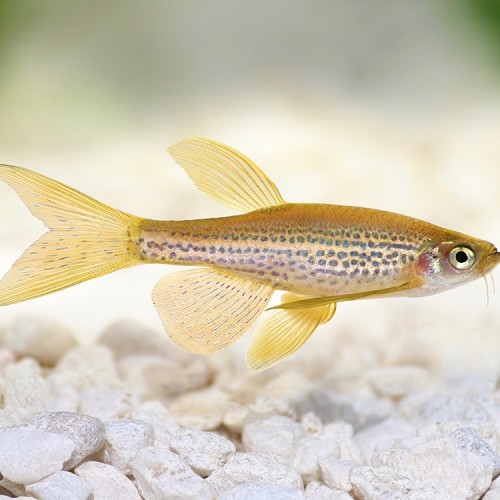 Brachydanio frankei - Leopard danio L
