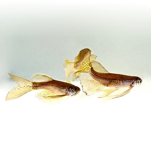 Brachydanio frankei lyretail - Long fin leopard danio L