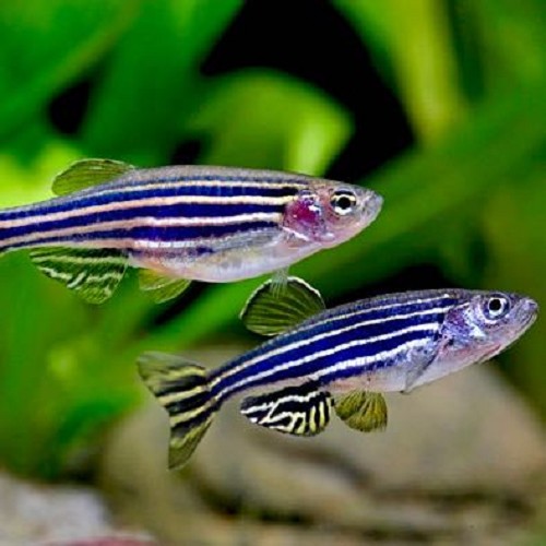Brachydanio rerio - Zebra danio L