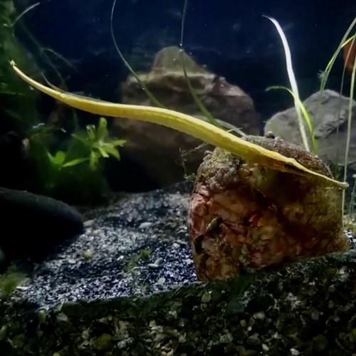 Dory.martensii  Zoetwaternaald 12-15 cm