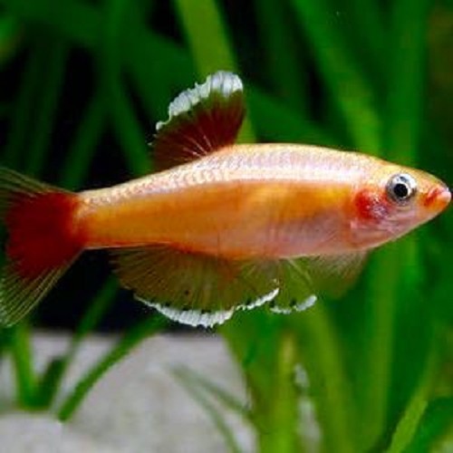 Tanichthys albonubes gold - Chinese danio gold M