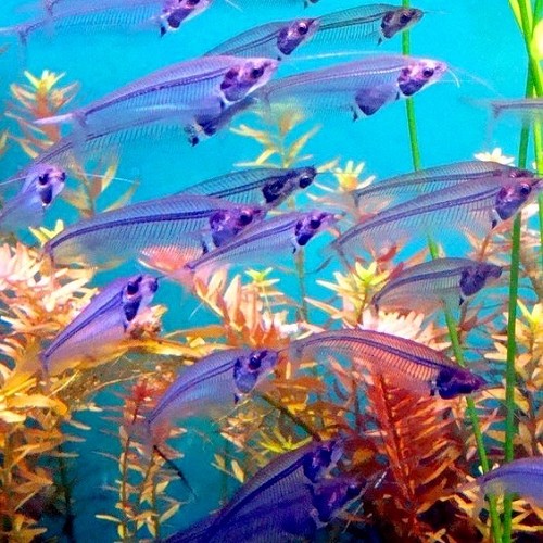 Kryptopterus minor - Asian Glass Catfish L