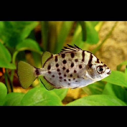 Scatophagus argus - Argus fish M