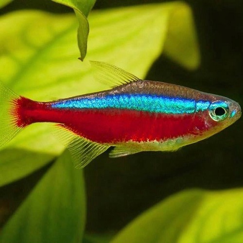Paracheirodon axelrodi - Cardinal tetra (captive bred) XL