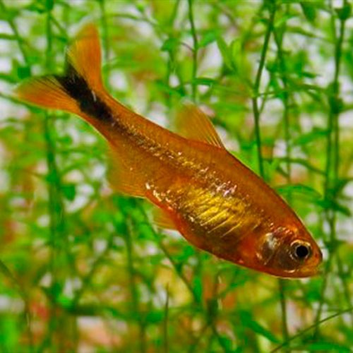 Hasemania nana - Silvertip tetra L