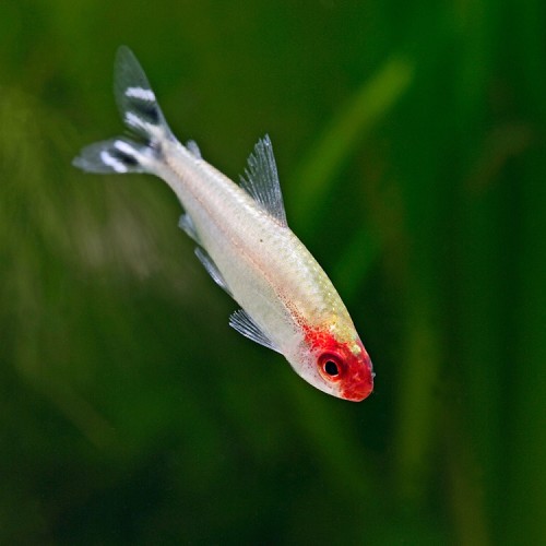 Hemigrammus Bleheri - False rummynose tetra ML