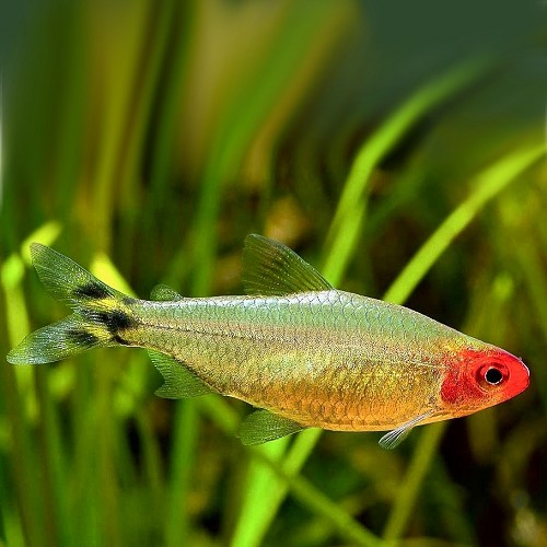 Hemigrammus Bleheri sp.gold
